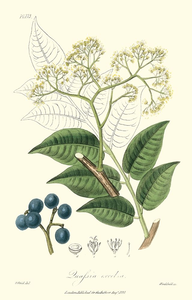Woodland Foliage IV