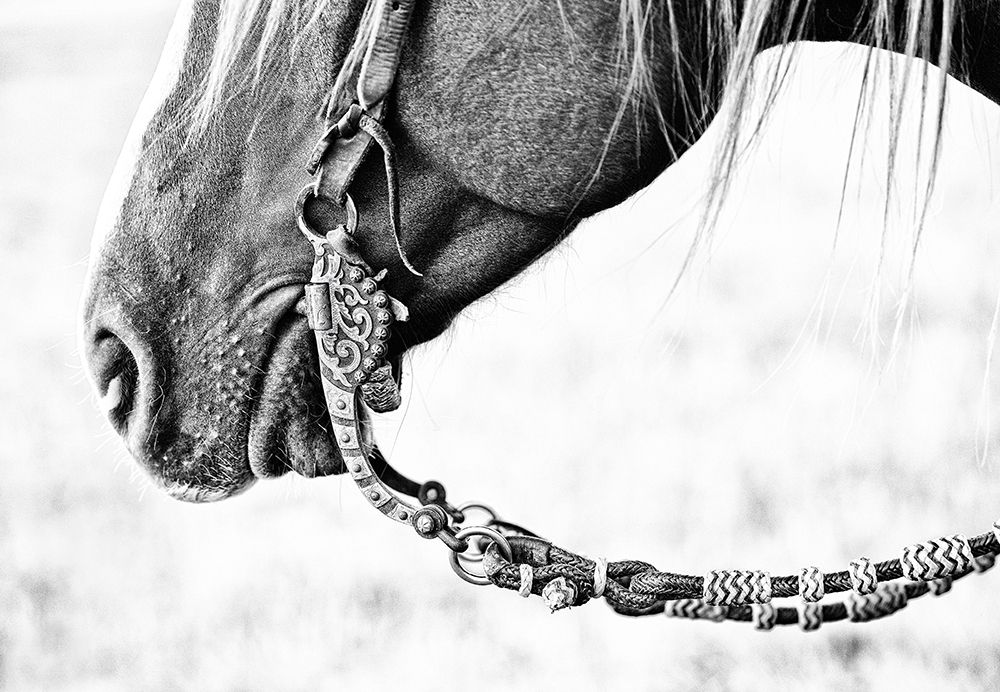 Equine Portrait II