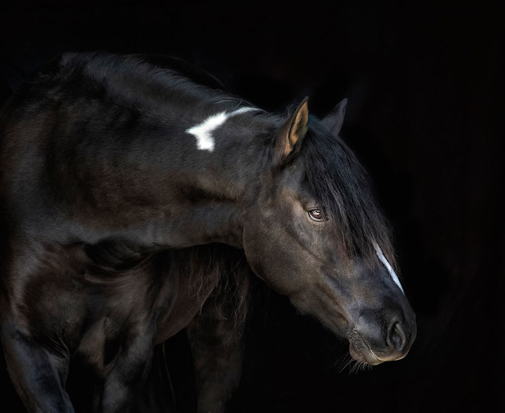 Equine Portrait IV