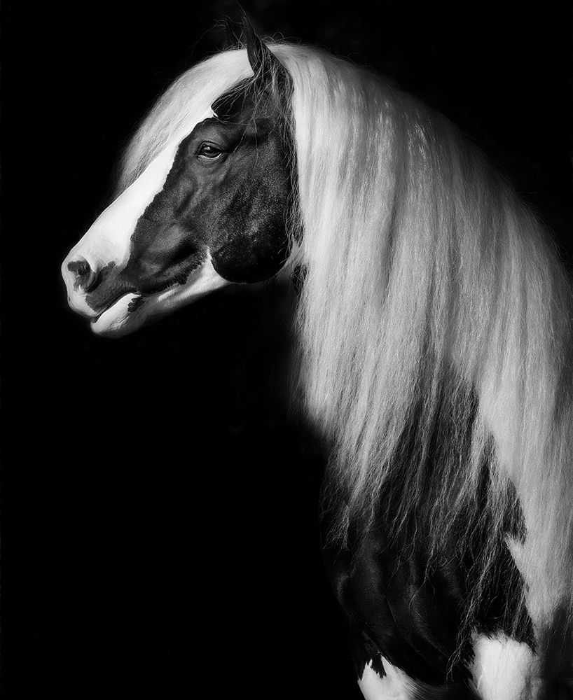Equine Portrait VII