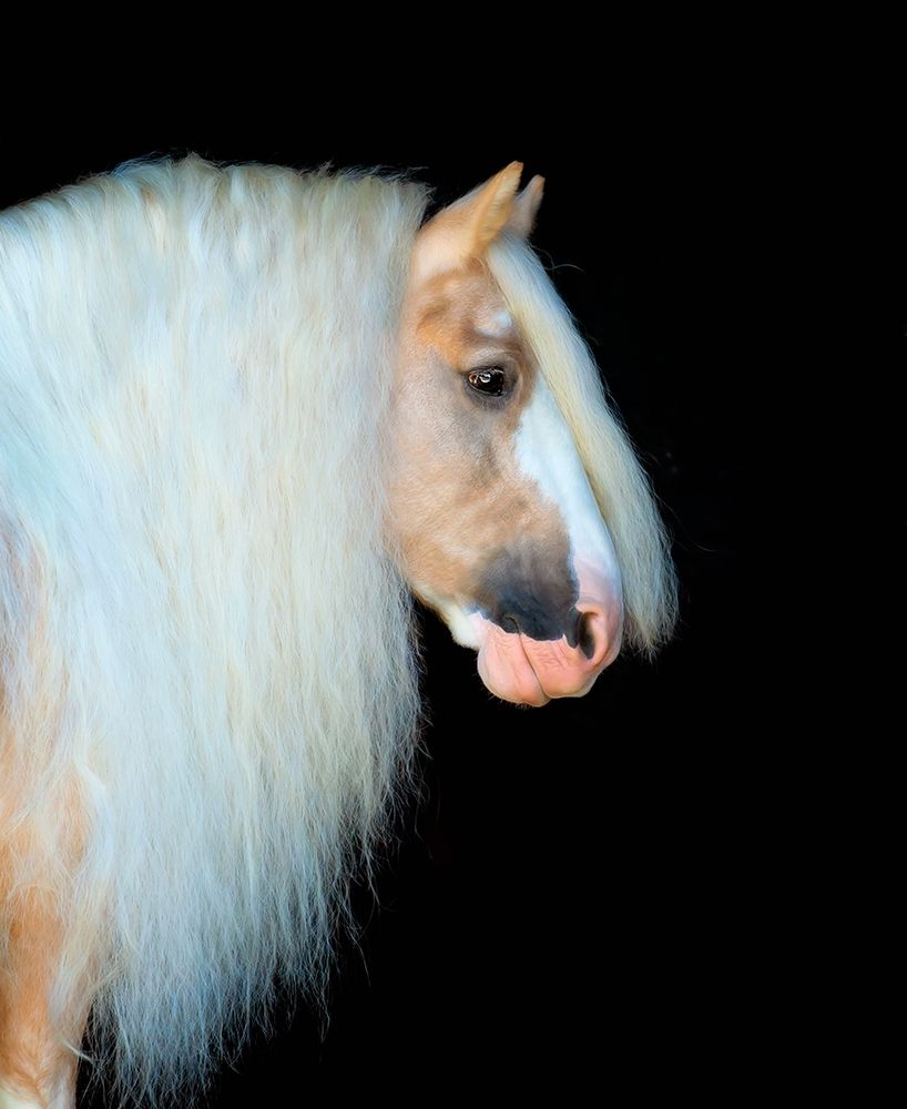 Equine Portrait VIII