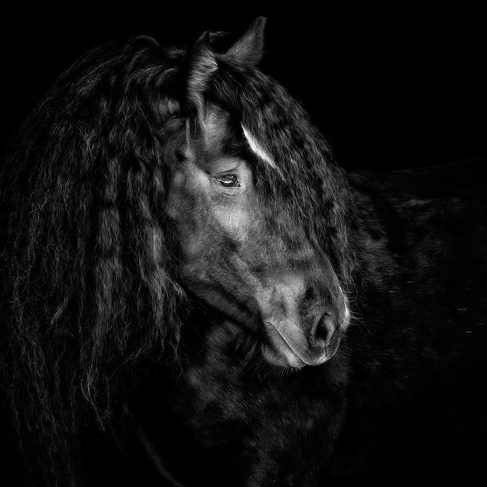 Equine Portrait IX