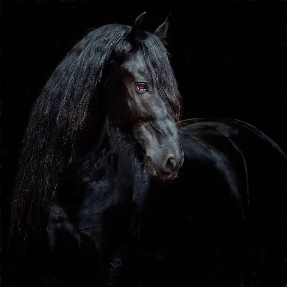 Equine Portrait XI