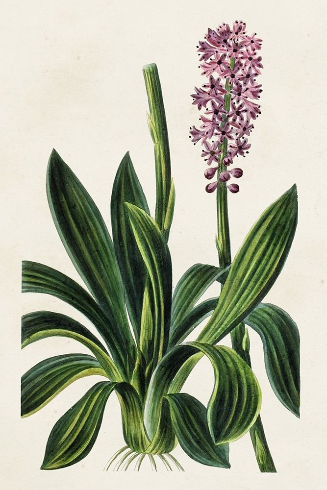 Antique Floral Folio II