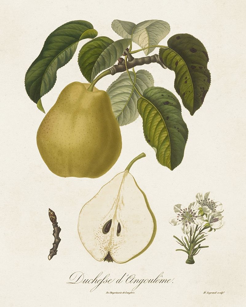 Vintage Pears I