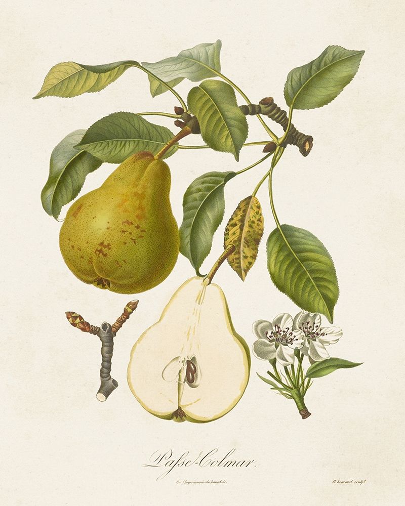 Vintage Pears II