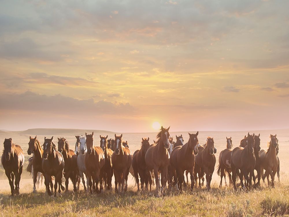 Horse Motion I