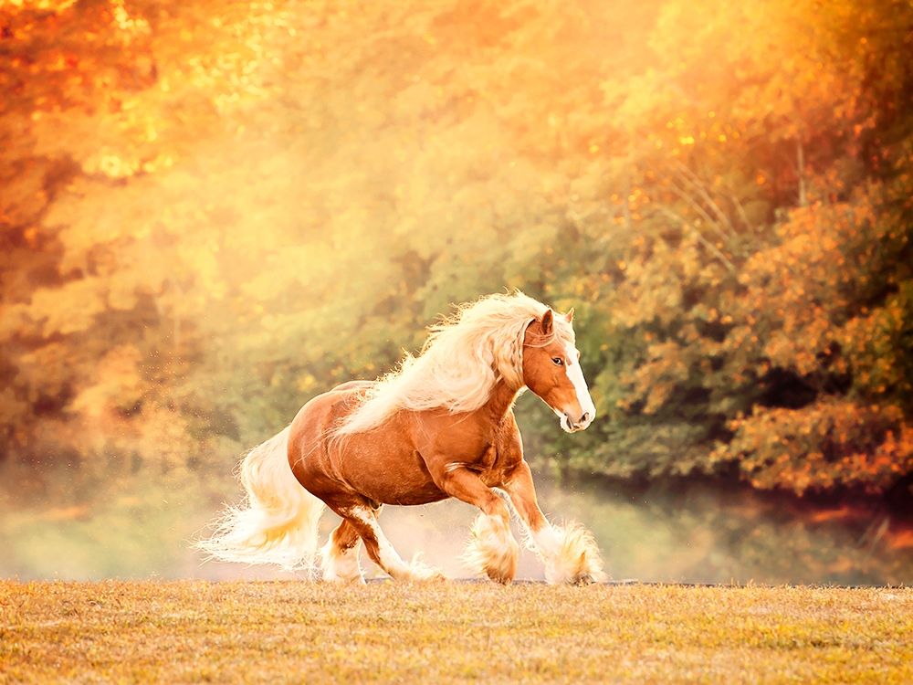 Horse Motion II