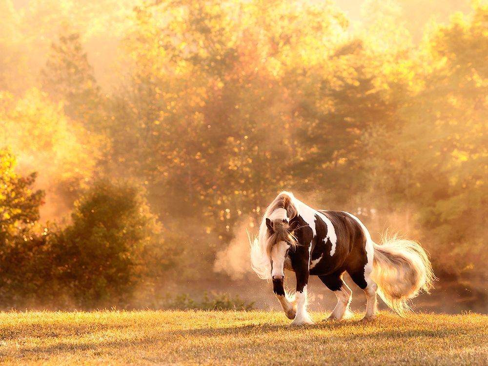 Horse Motion III