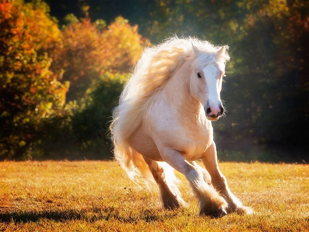 Horse Motion IV