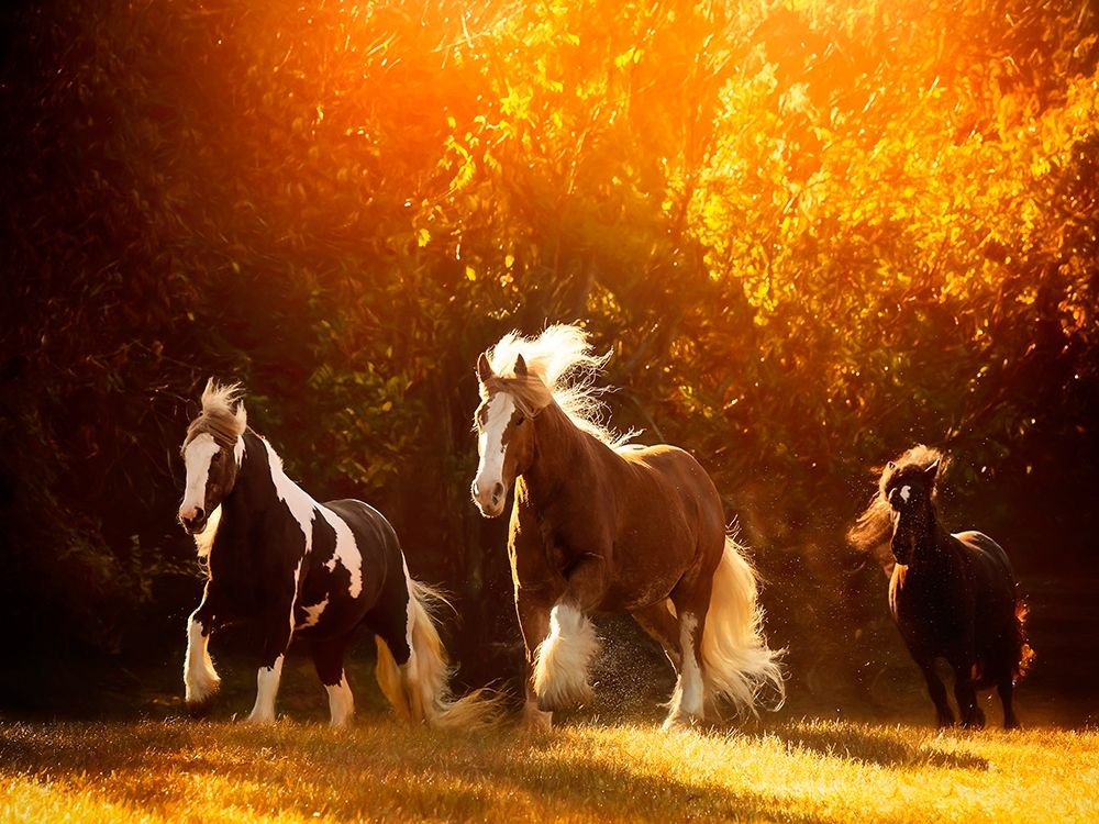 Horse Motion V
