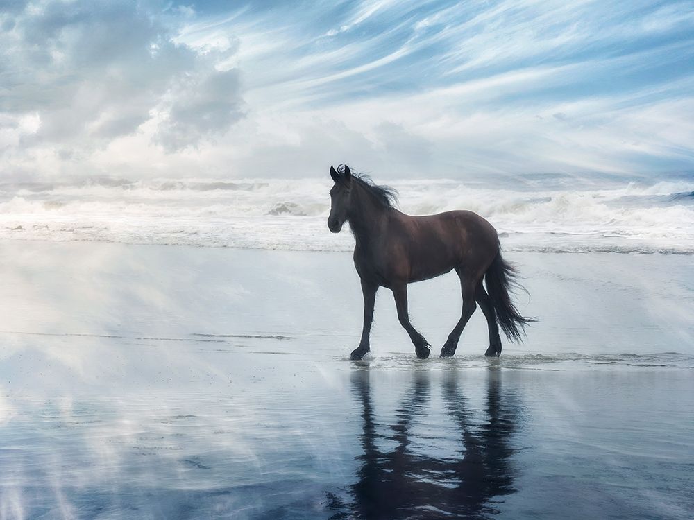 Horse Motion VI