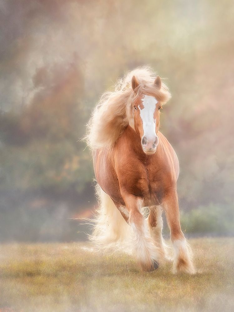 Horse Motion VII