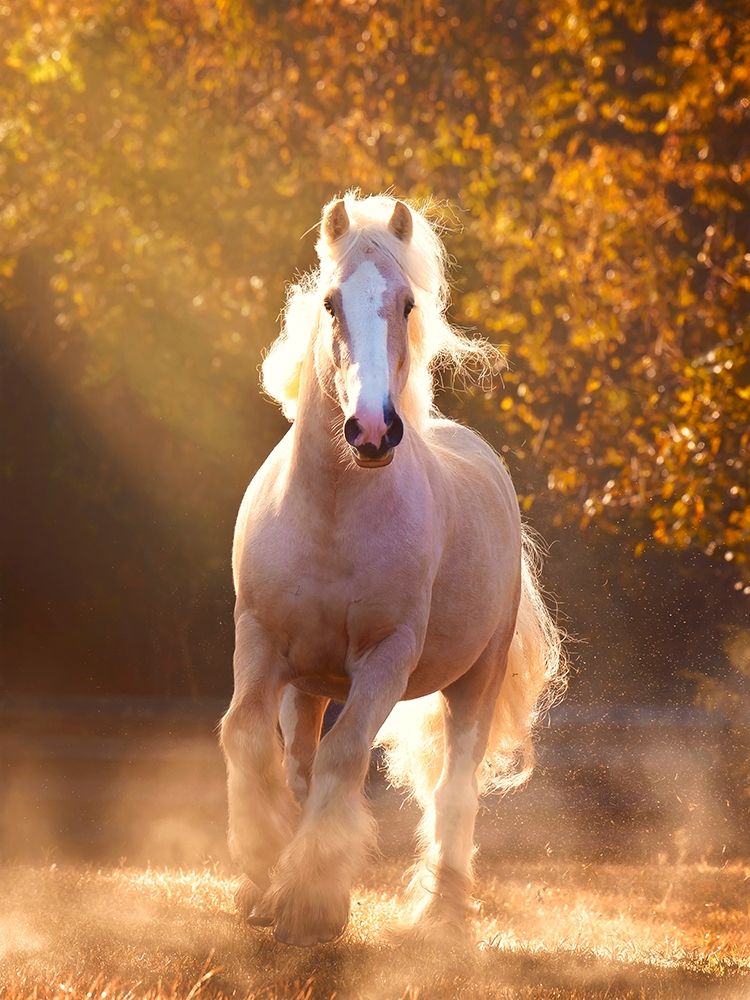 Horse Motion VIII