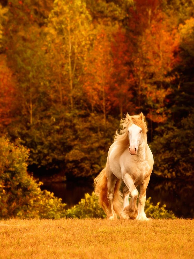 Horse Motion IX