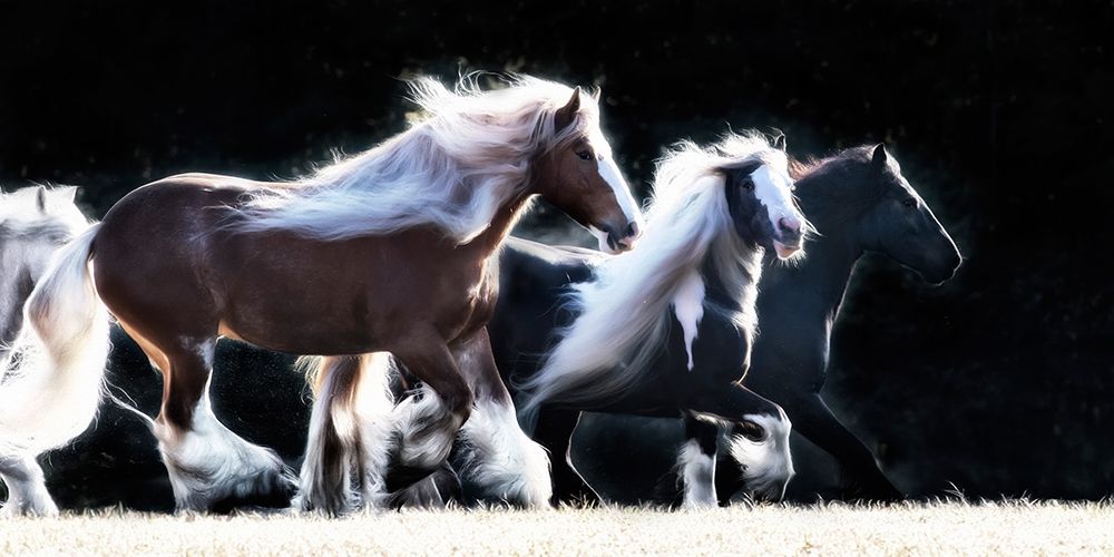 Horse Motion X