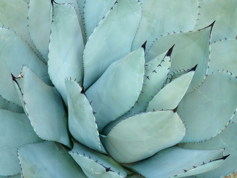 Agave Detail IV