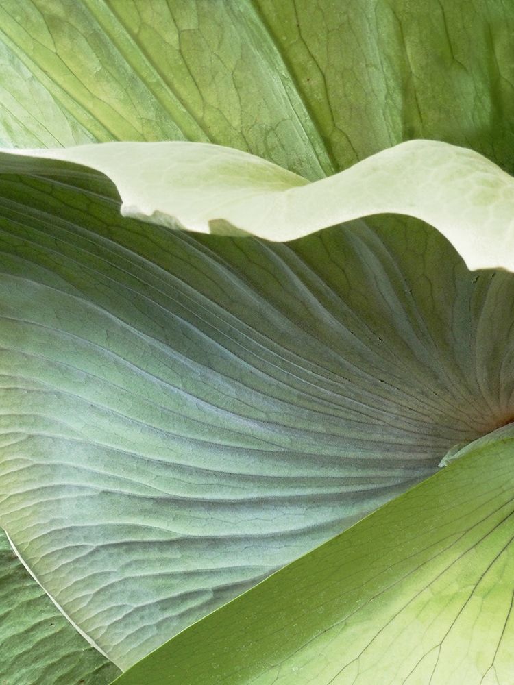 Banana Leaf I