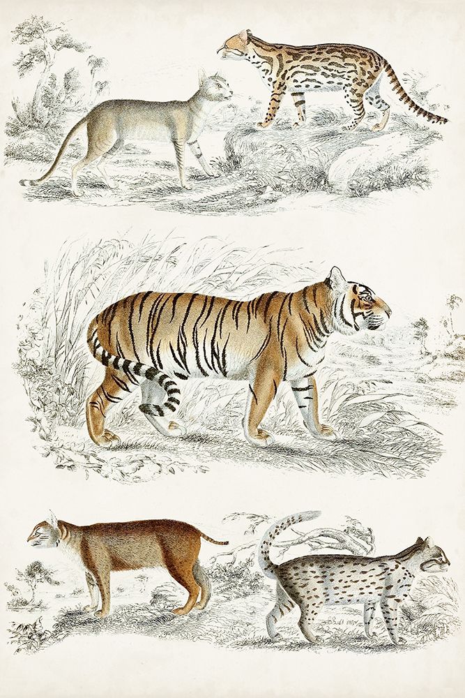 Journal of Natural History II