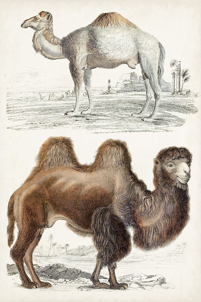 Journal of Natural History III
