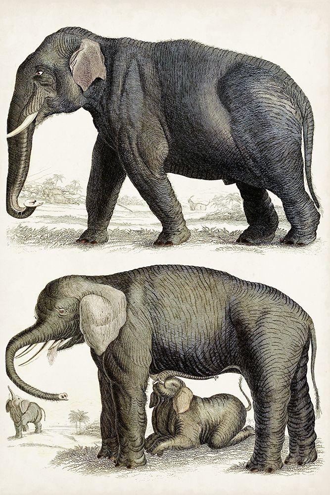 Journal of Natural History IV