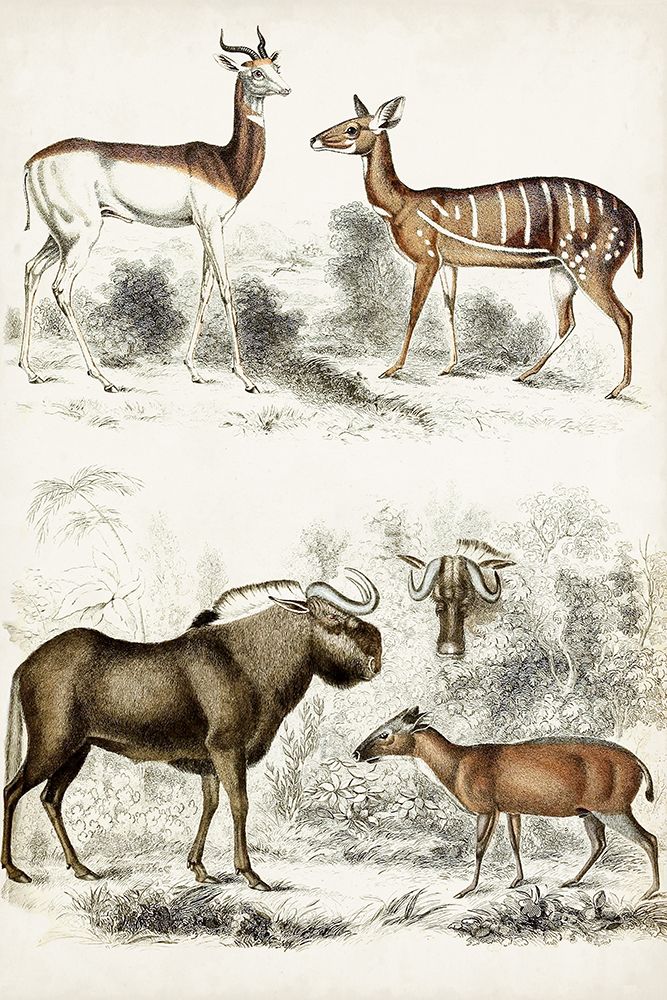 Journal of Natural History VI