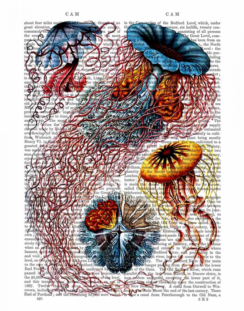 Sea Anemone