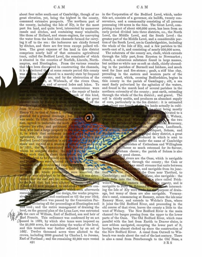 Great Hog Fish
