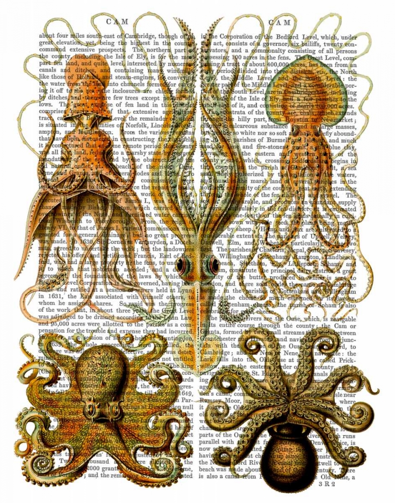 Octopus and squid