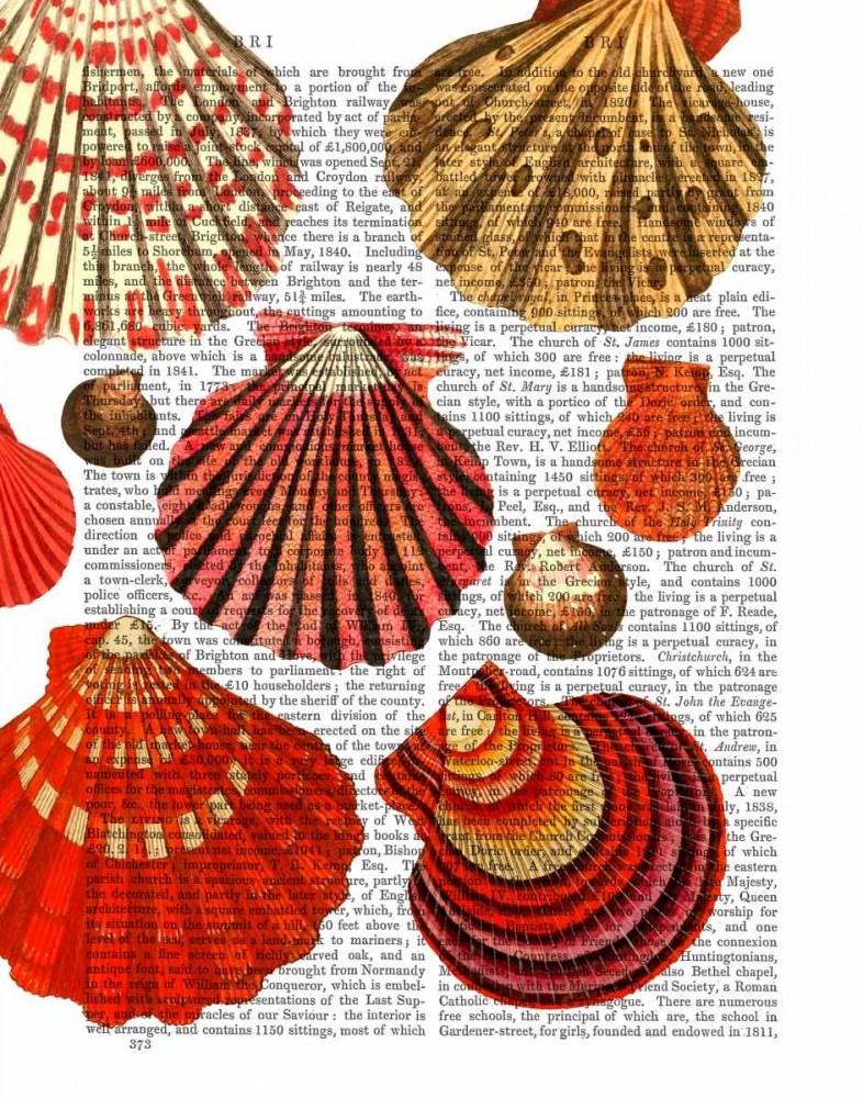Red Clam Shells