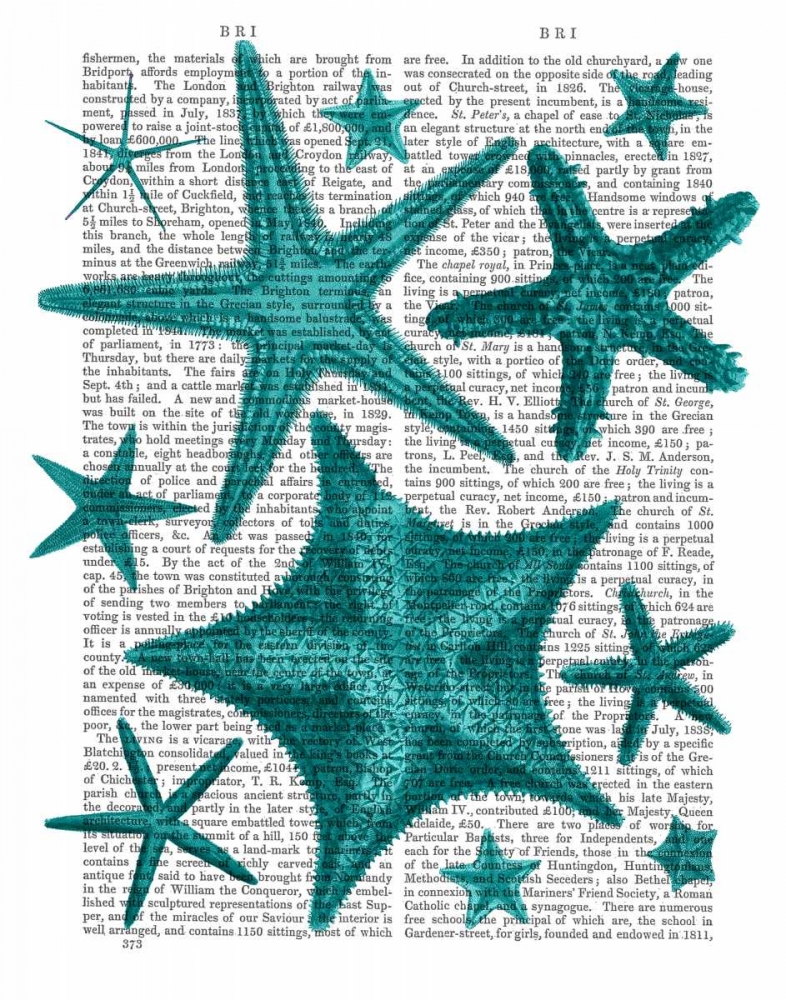 Green Starfish Collection