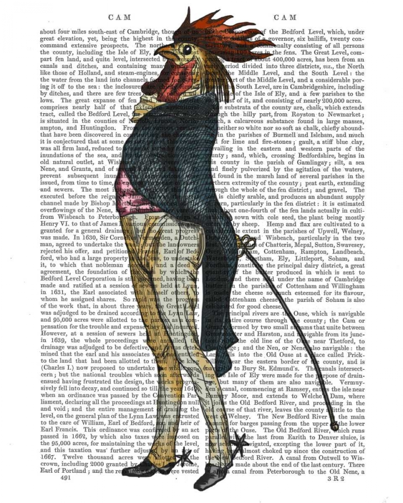 Cockerel with Spurs