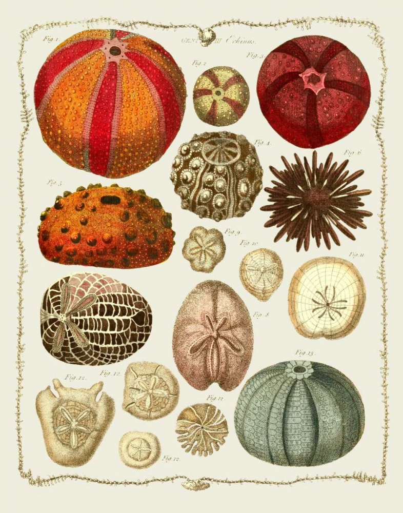 Starfish and Sea Urchins b