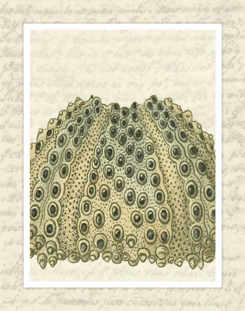 Blue Corals On VIntage Script d
