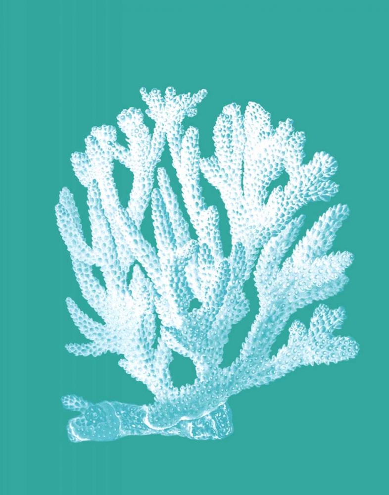 Coral 1 White On Turquoise