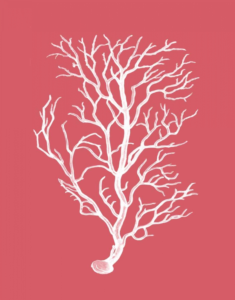 Corals White on Coral b