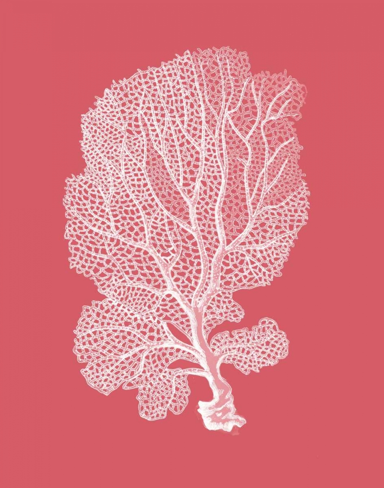 Corals White on Coral c
