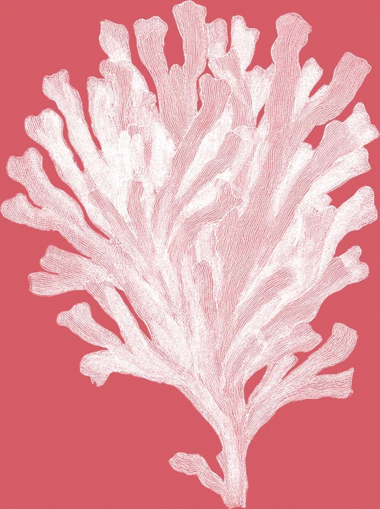 Corals White on Coral d