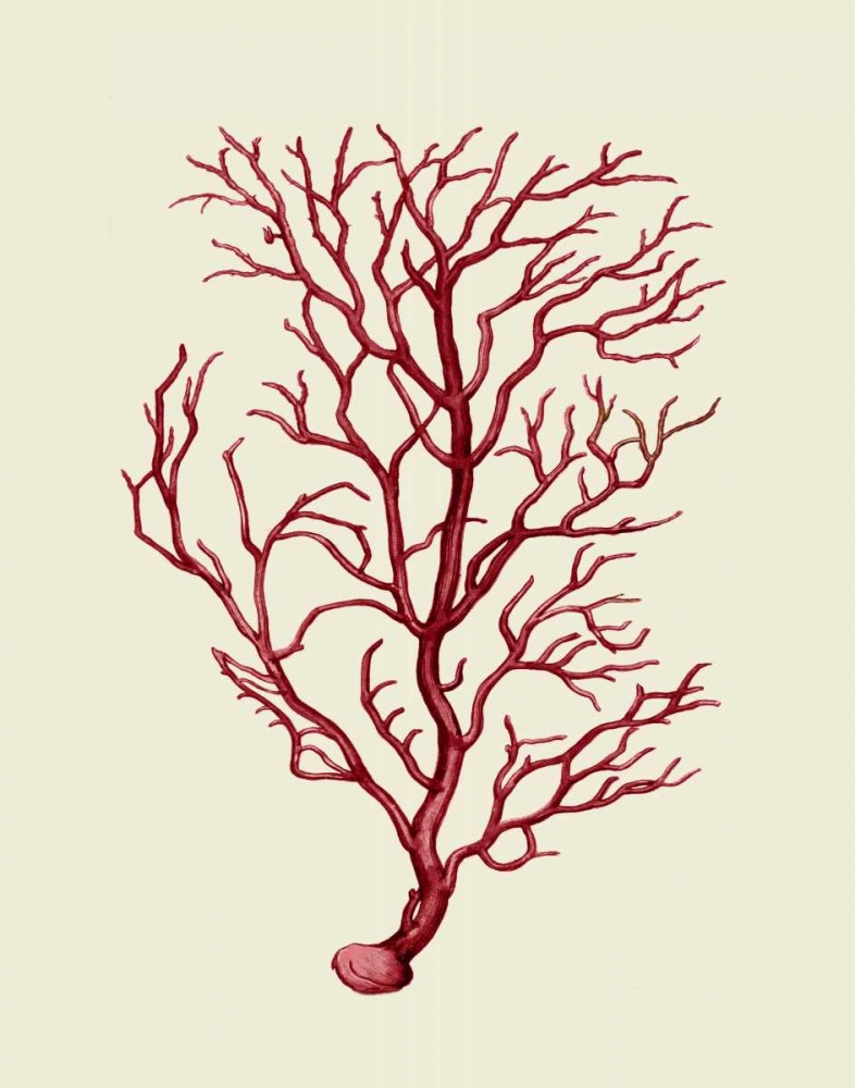 Corals Coral On Cream b