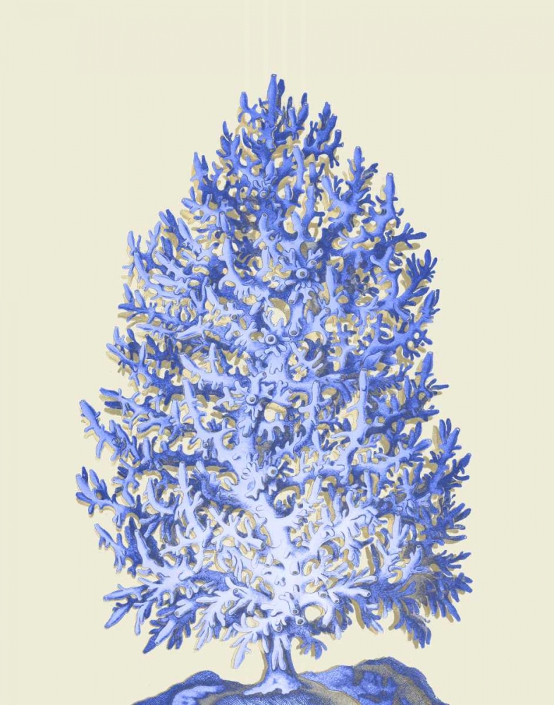 Blue Corals d