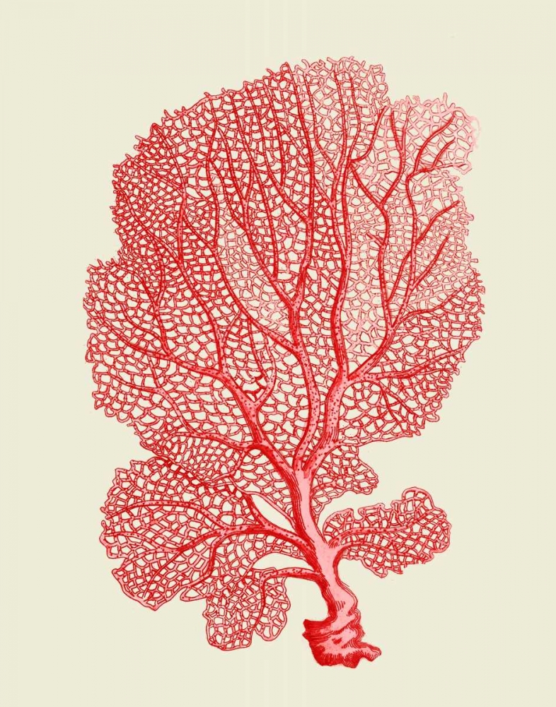 Red Corals 1 b