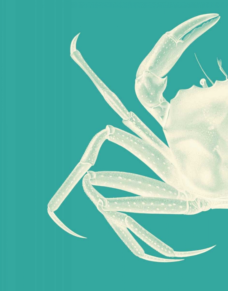 Contrasting Crab in Turquoise b