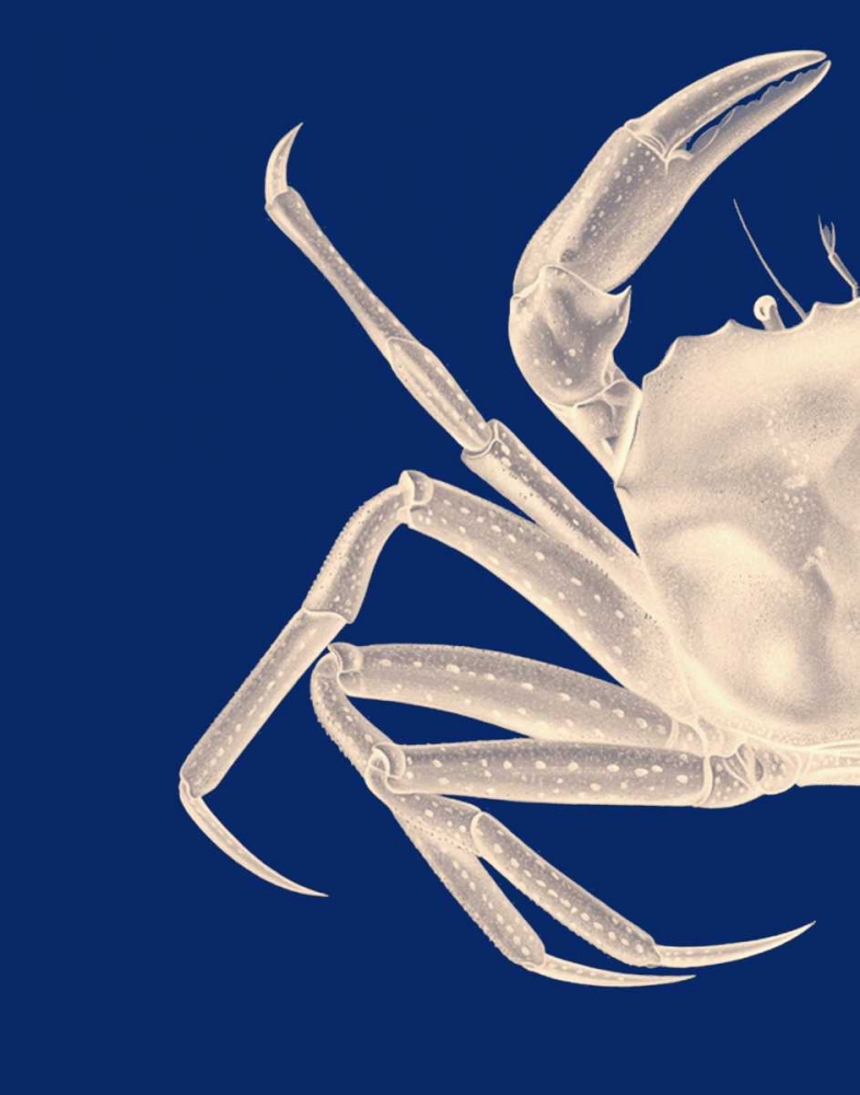 Contrasting Crab in Navy Blue a