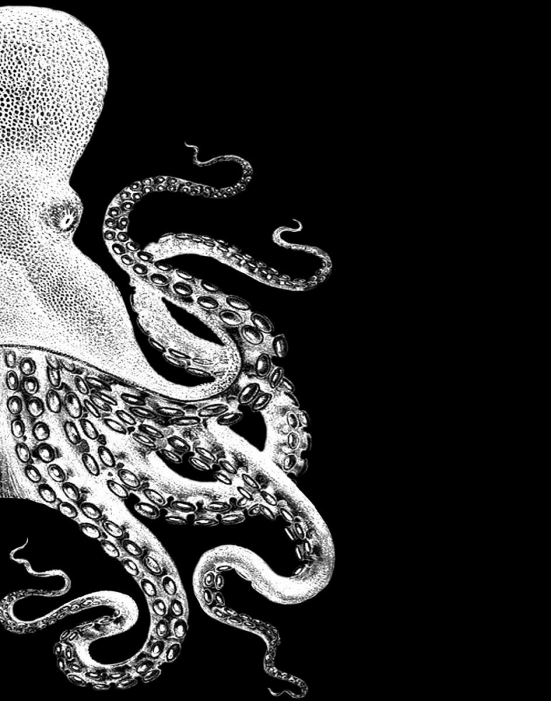 Octopus Black and White b