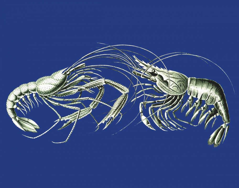 Shrimps On Blue