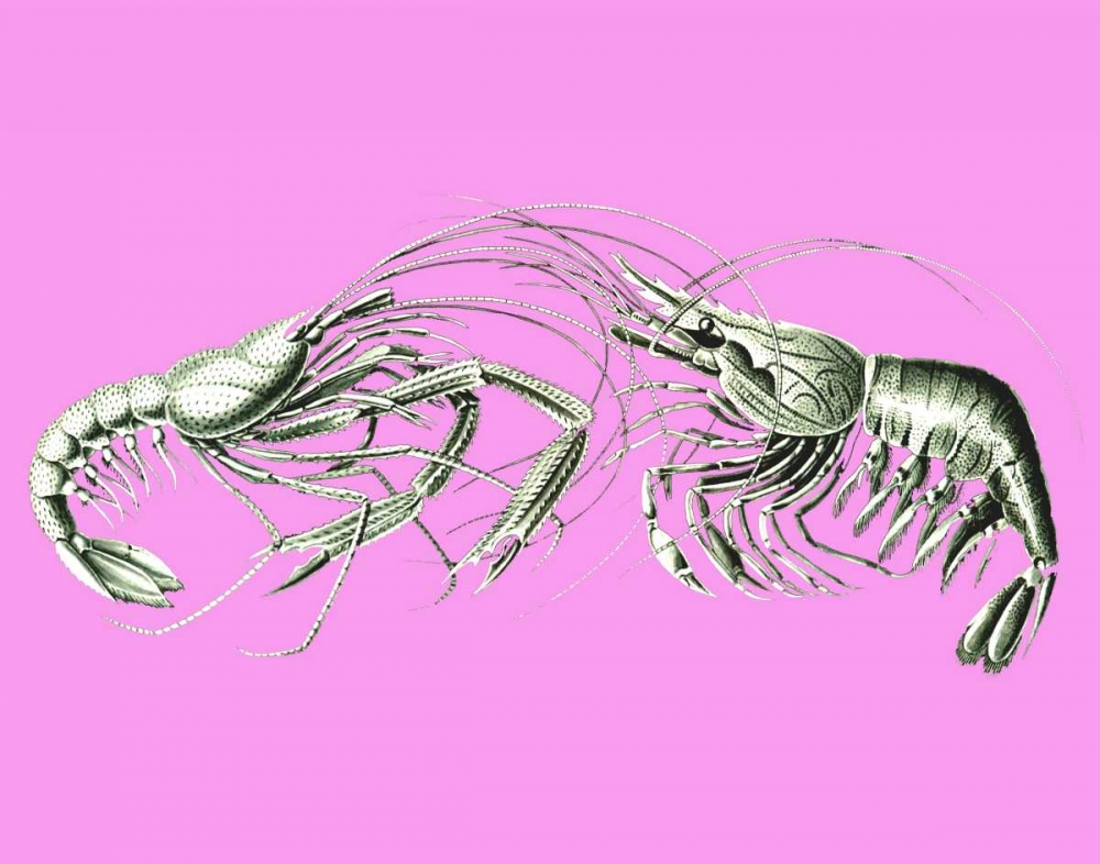 Shrimps On Pink