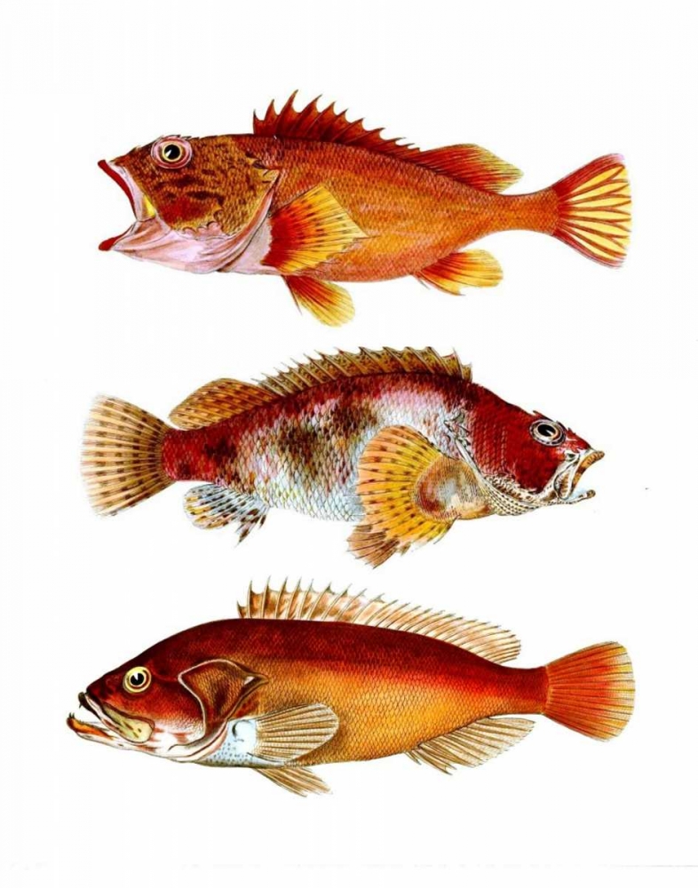 Orange Fish Trio