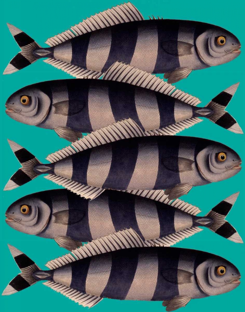 Blue Striped Fish
