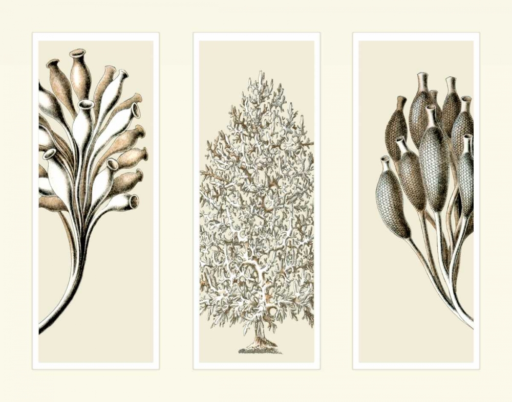 Trio Sea Sponges on 3 Panels