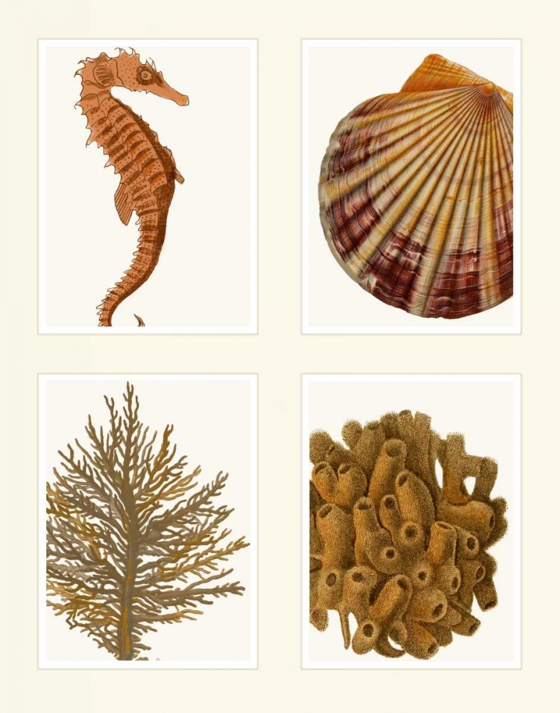Seahorse coral and shell on 4 Panels